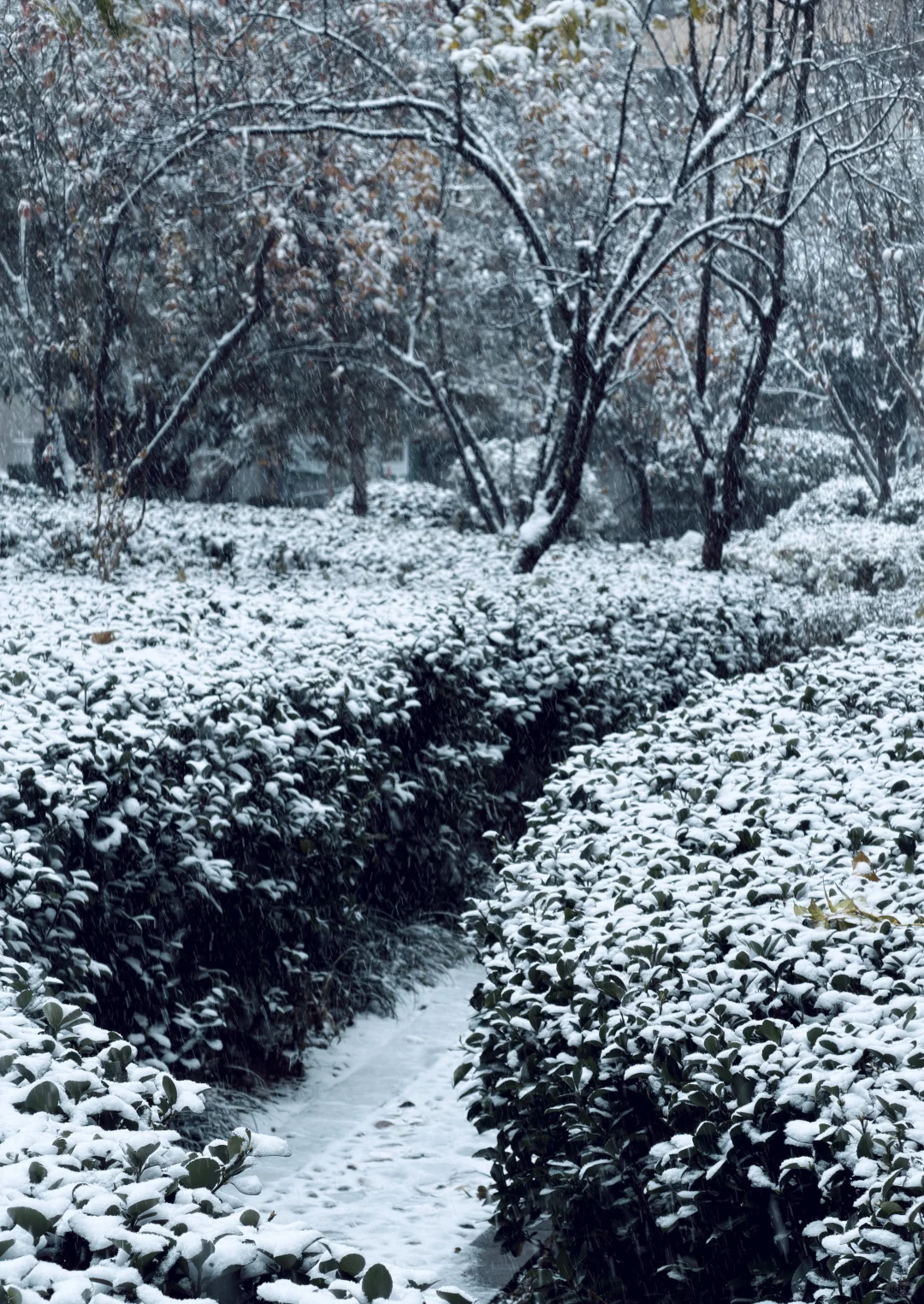 年年落雪❄️雪落年年
