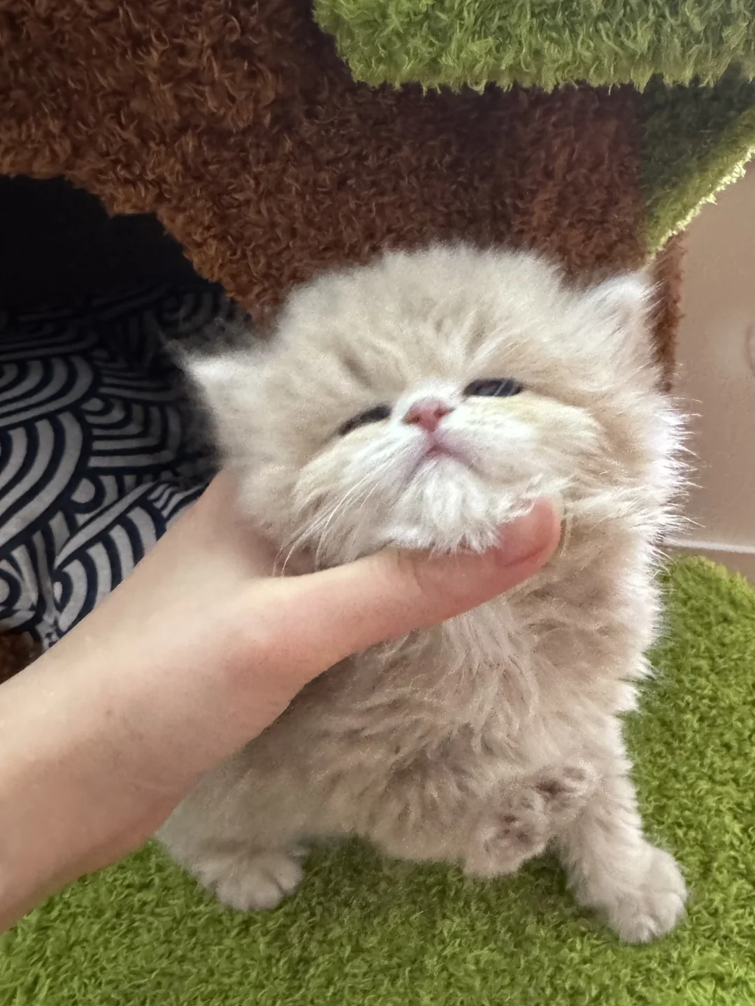 邯郸紫金找主人