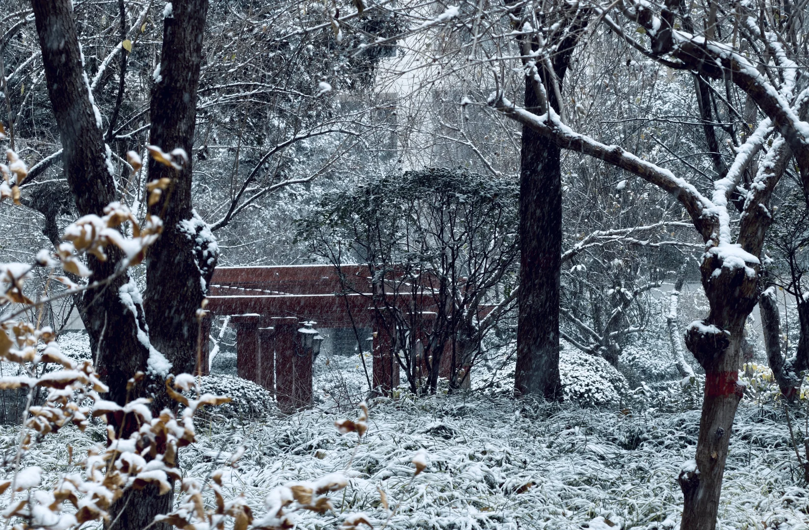 年年落雪❄️雪落年年