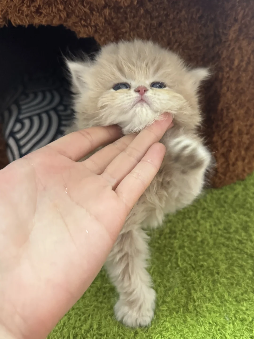 邯郸紫金找主人