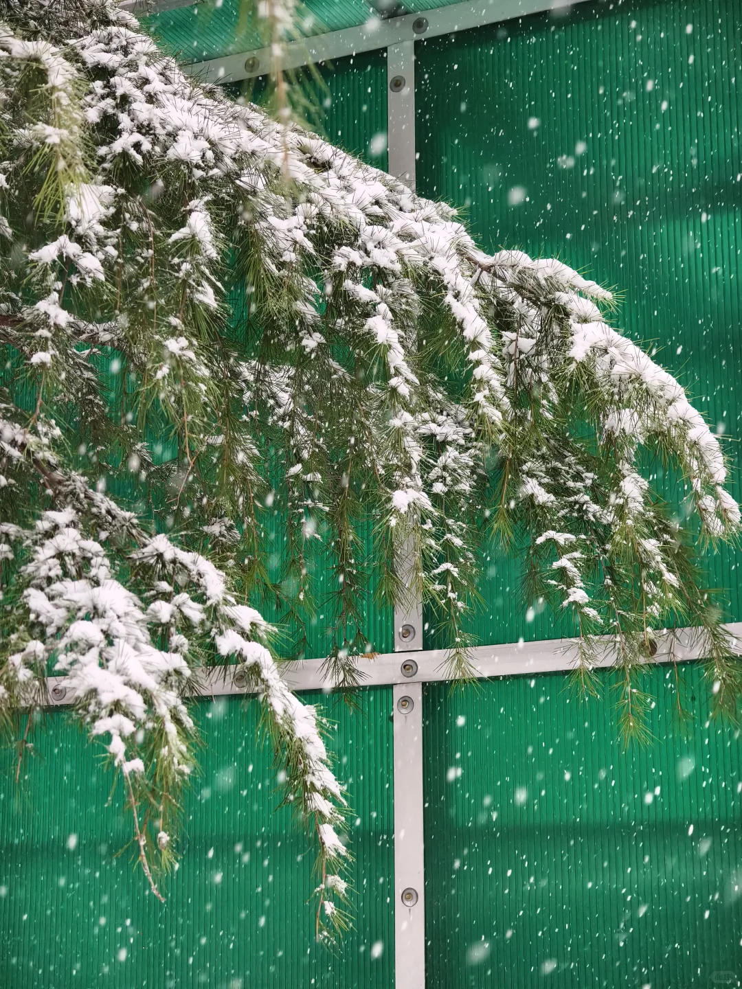 石家庄下大雪啦