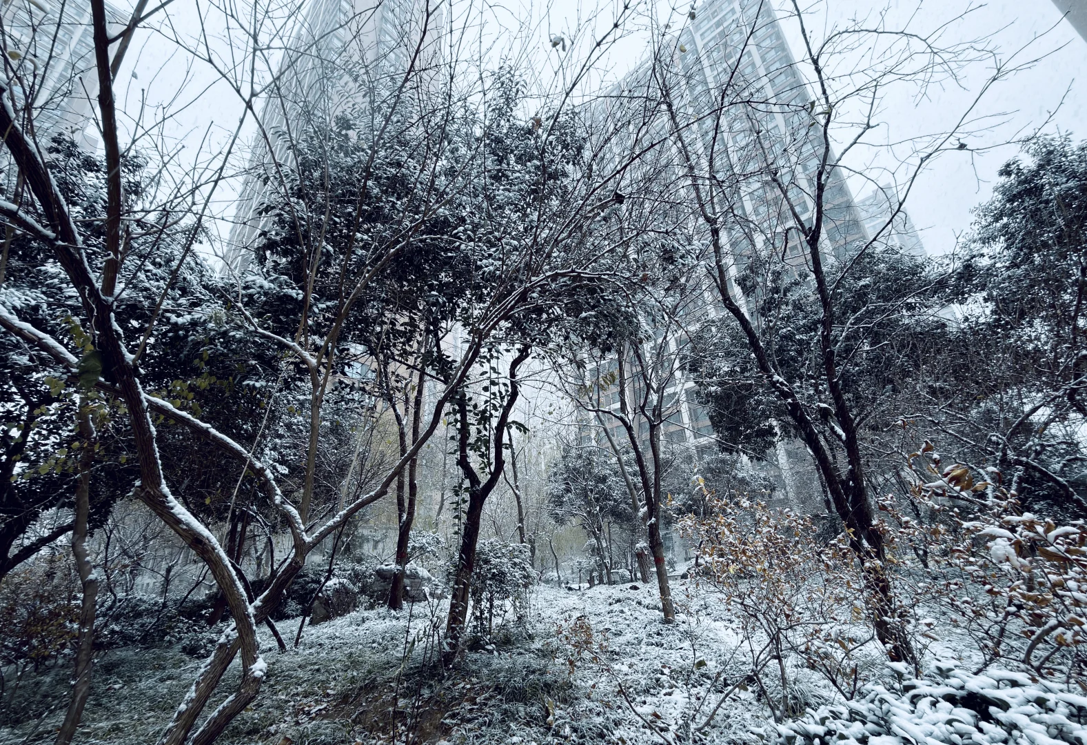 年年落雪❄️雪落年年