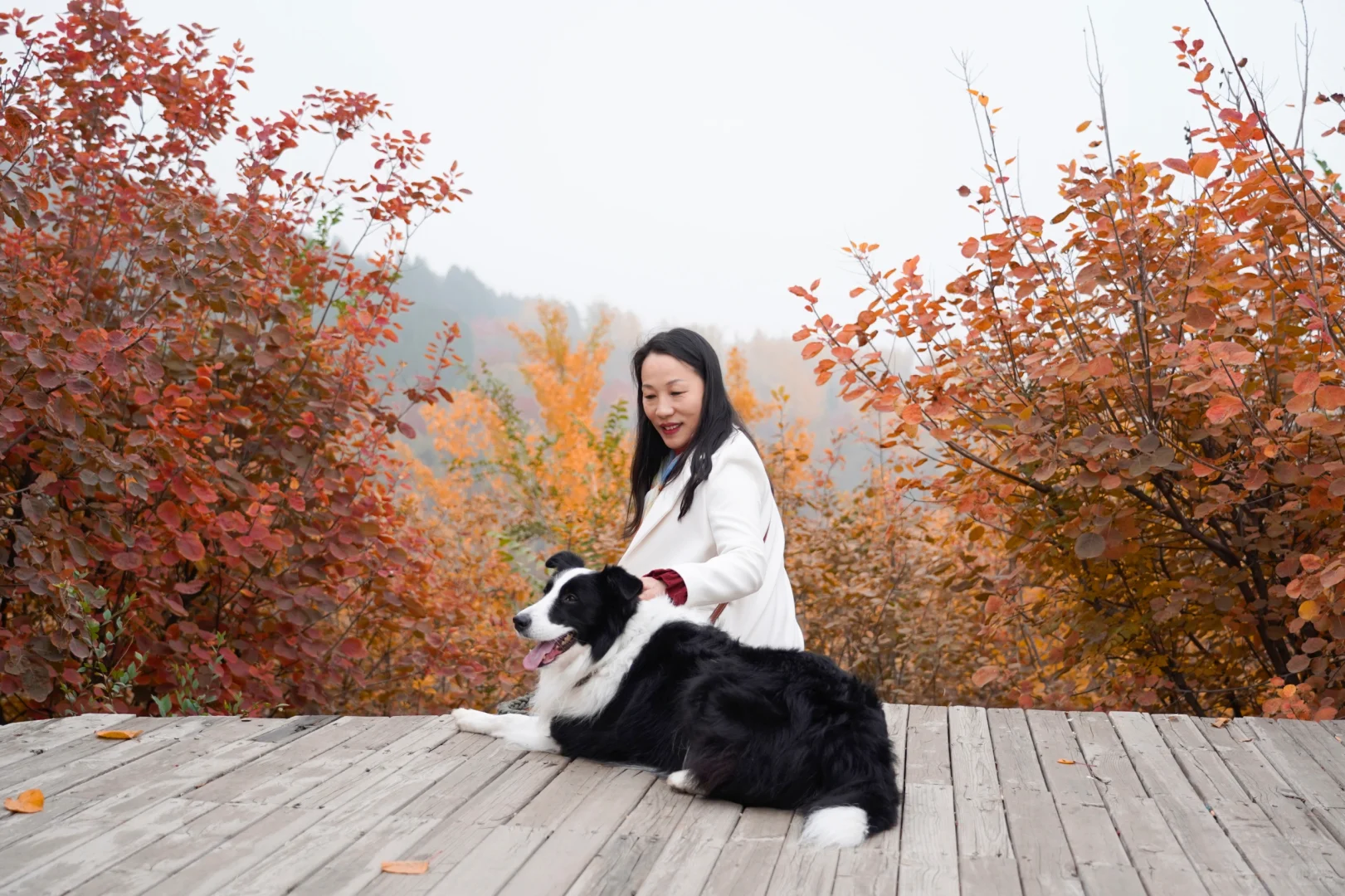 胖妞第87拍｜邢台超出片的万亩银杏林