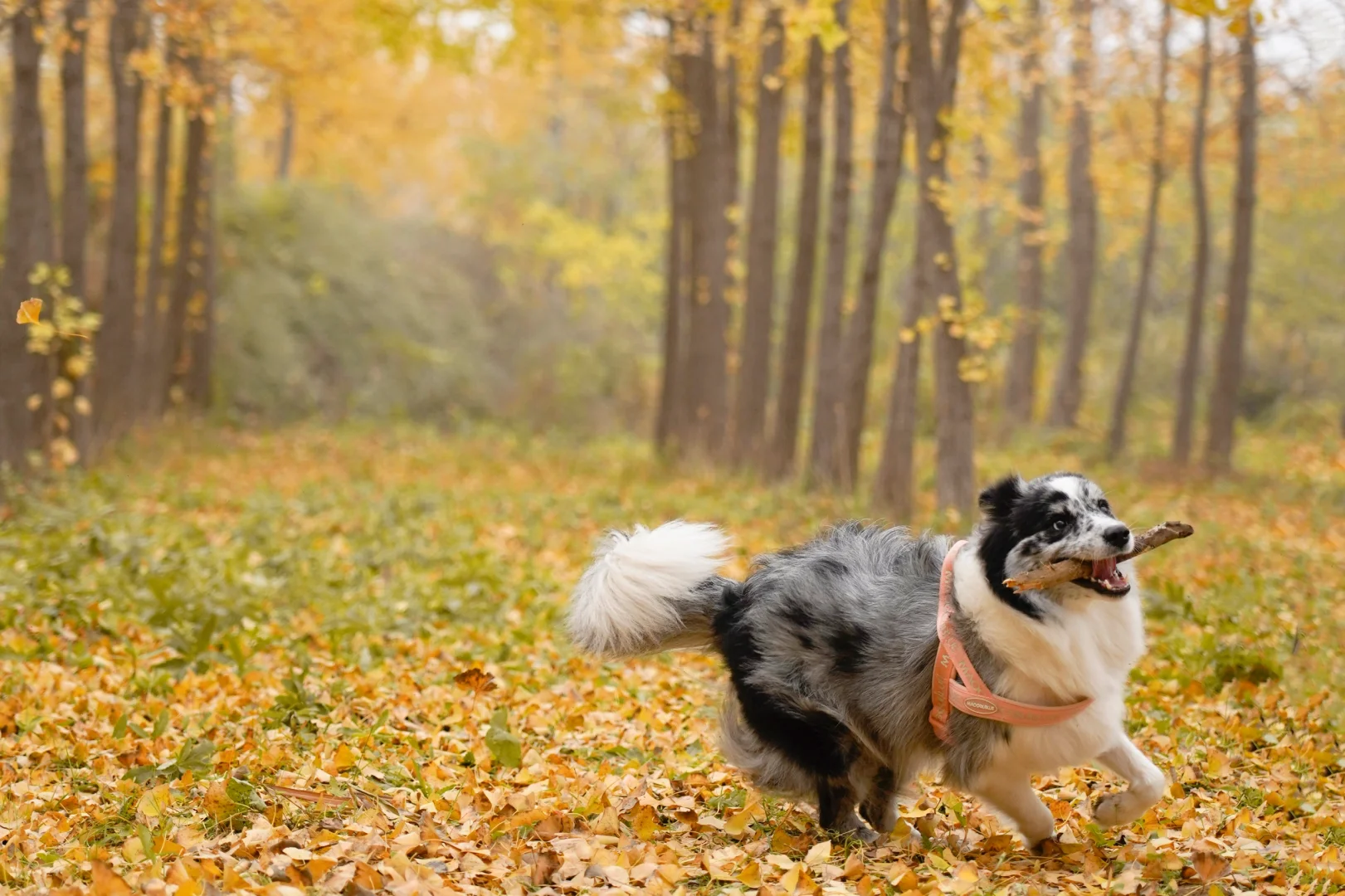 胖妞第87拍｜邢台超出片的万亩银杏林