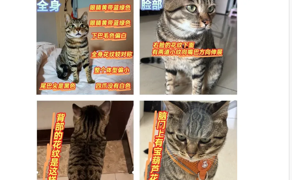 邢台的狸花猫价值1000元，你见过吗？