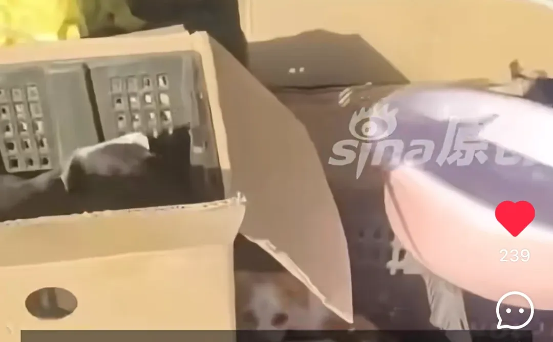 坚决抵制活体运输！