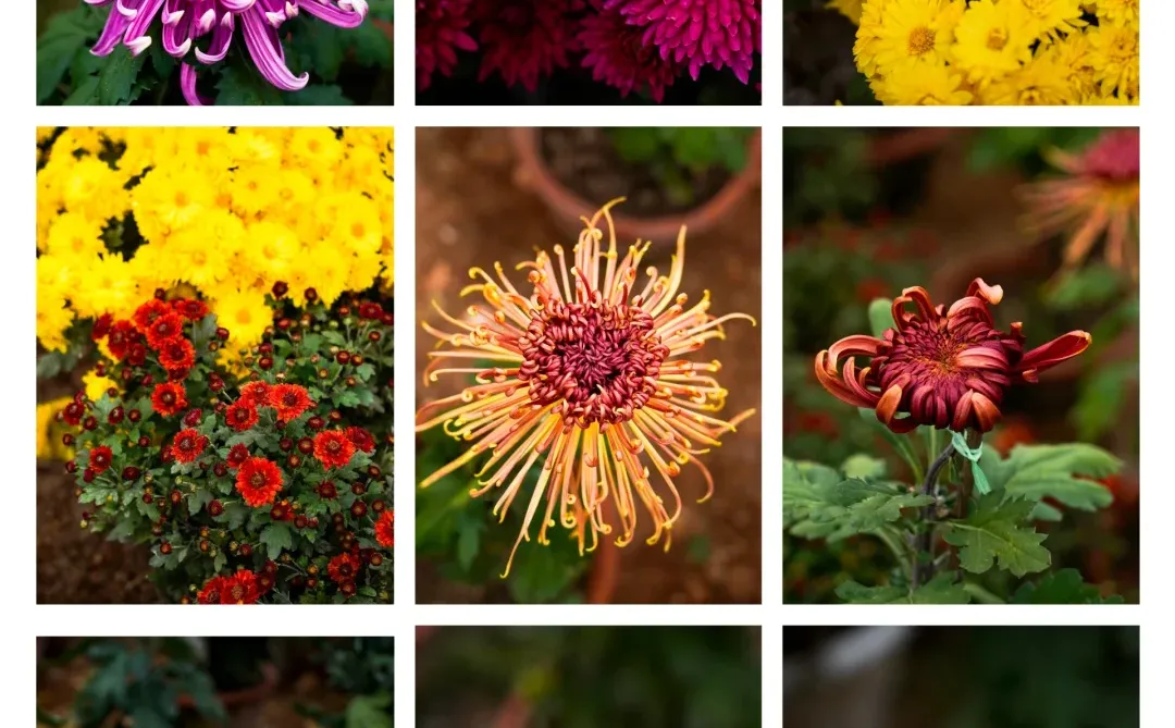 胖妞第87拍｜邢台超出片的万亩银杏林