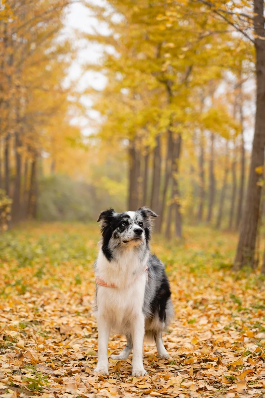 胖妞第87拍｜邢台超出片的万亩银杏林