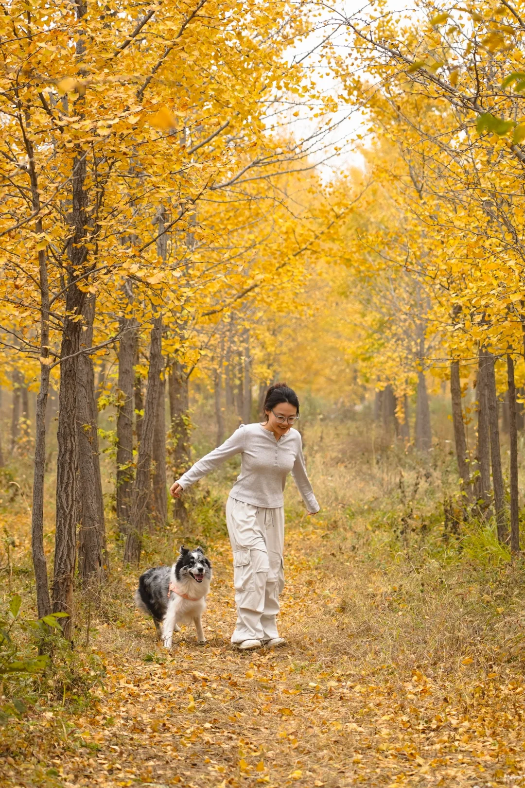 胖妞第87拍｜邢台超出片的万亩银杏林