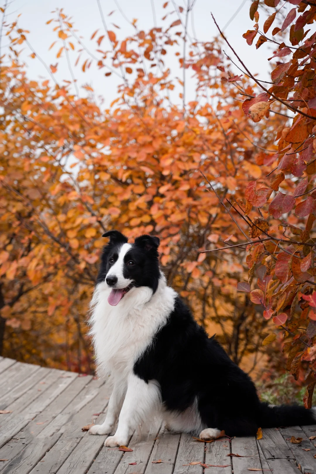 胖妞第87拍｜邢台超出片的万亩银杏林