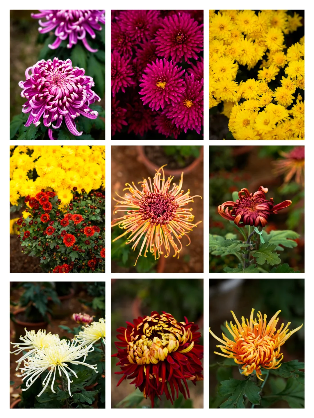 胖妞第87拍｜邢台超出片的万亩银杏林