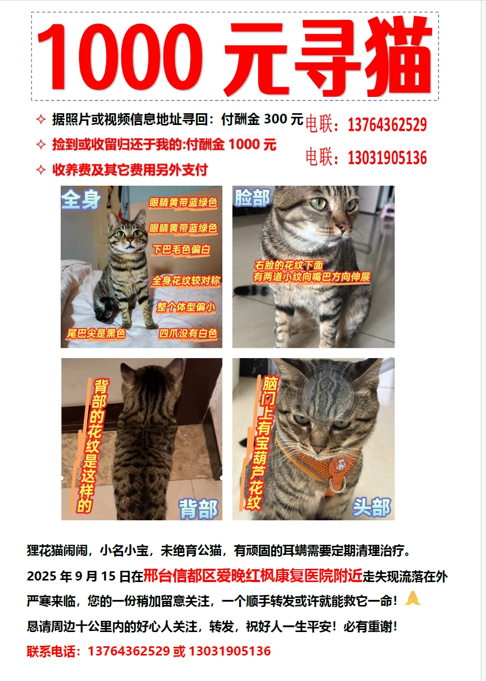 邢台的狸花猫价值1000元，你见过吗？