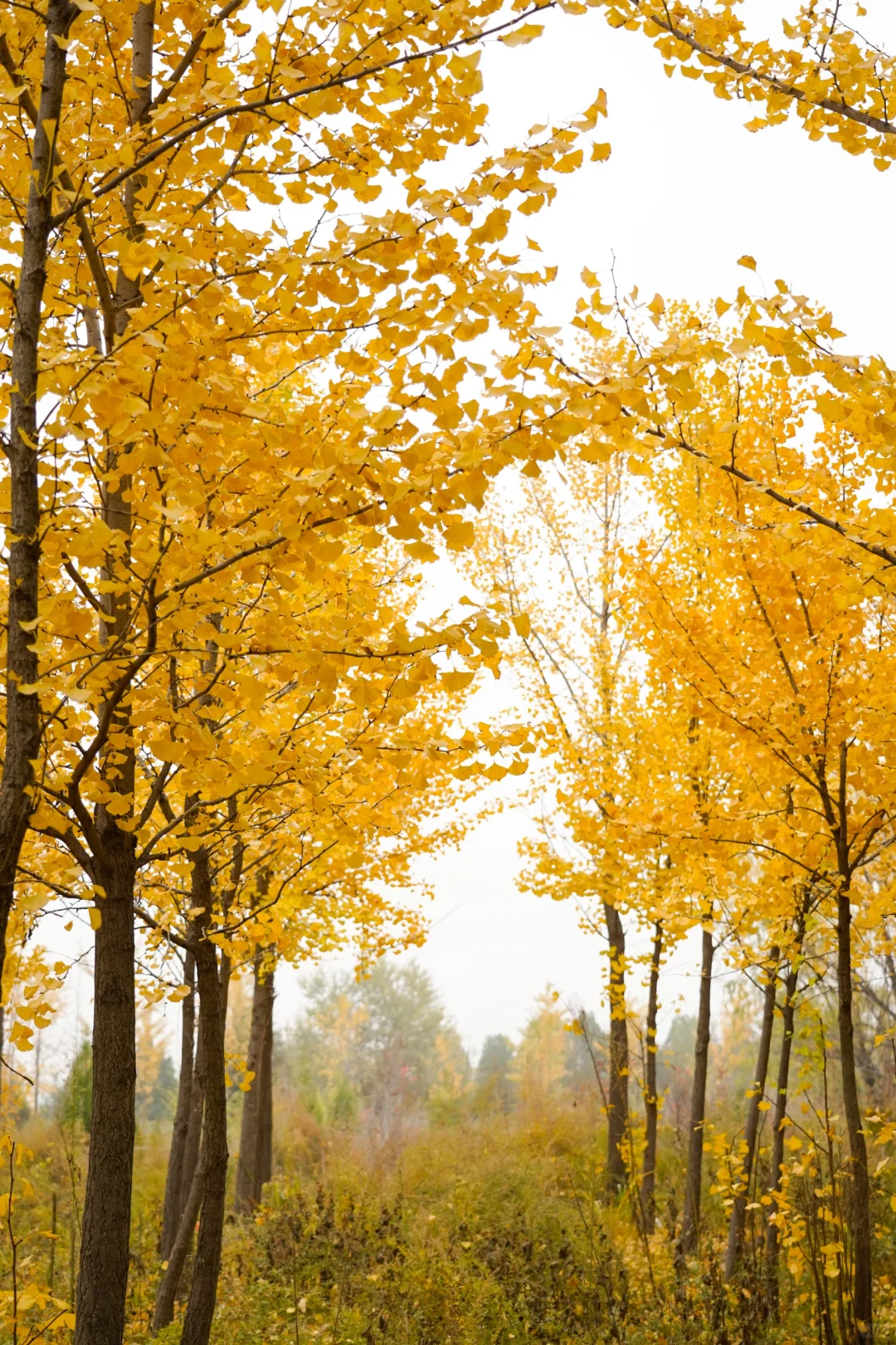 胖妞第87拍｜邢台超出片的万亩银杏林