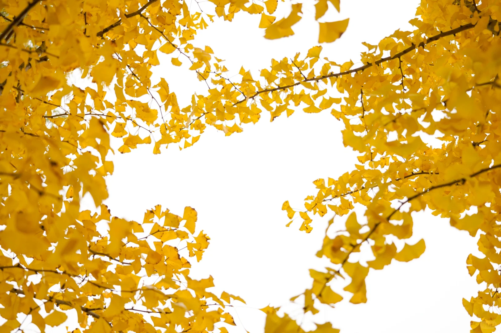 胖妞第87拍｜邢台超出片的万亩银杏林