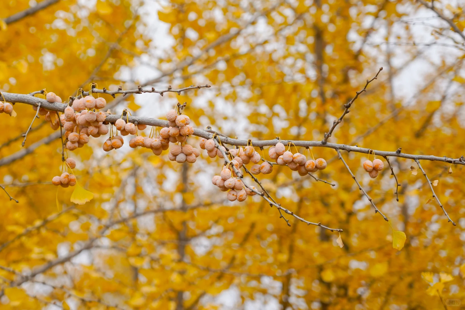 胖妞第87拍｜邢台超出片的万亩银杏林