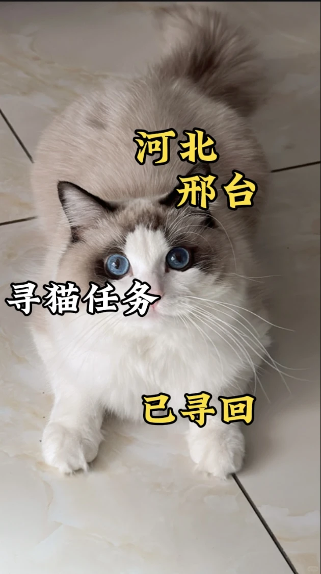 邢台寻猫团队