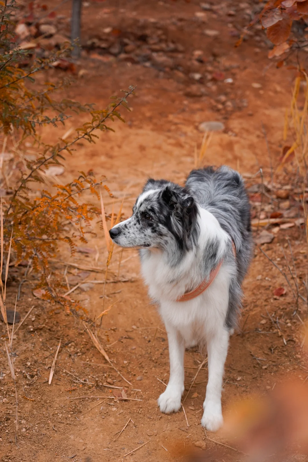 胖妞第87拍｜邢台超出片的万亩银杏林