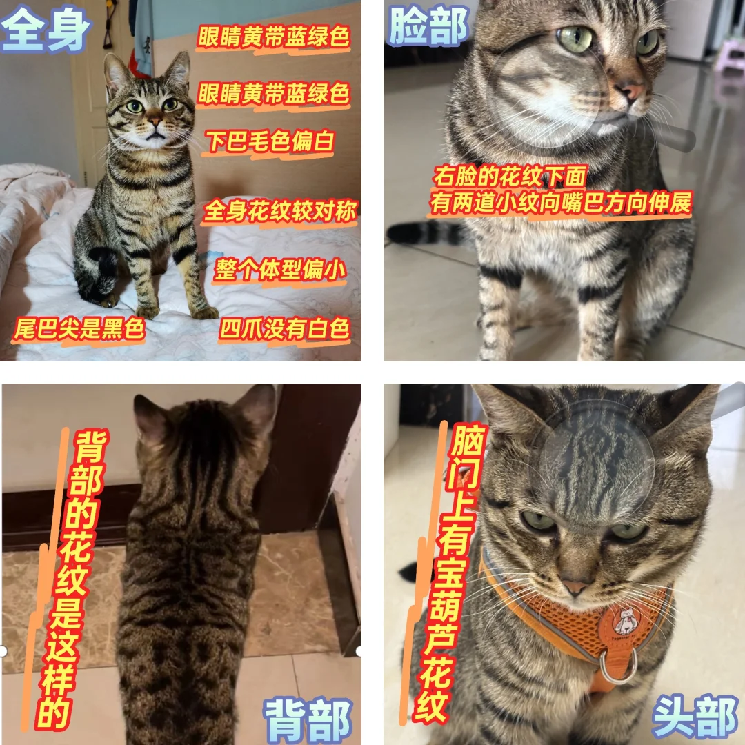 邢台的狸花猫价值1000元，你见过吗？