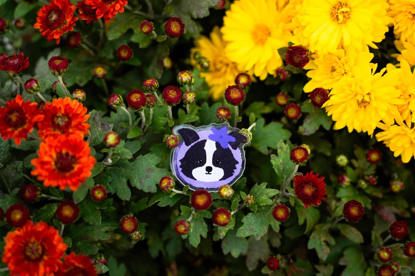 胖妞第87拍｜邢台超出片的万亩银杏林