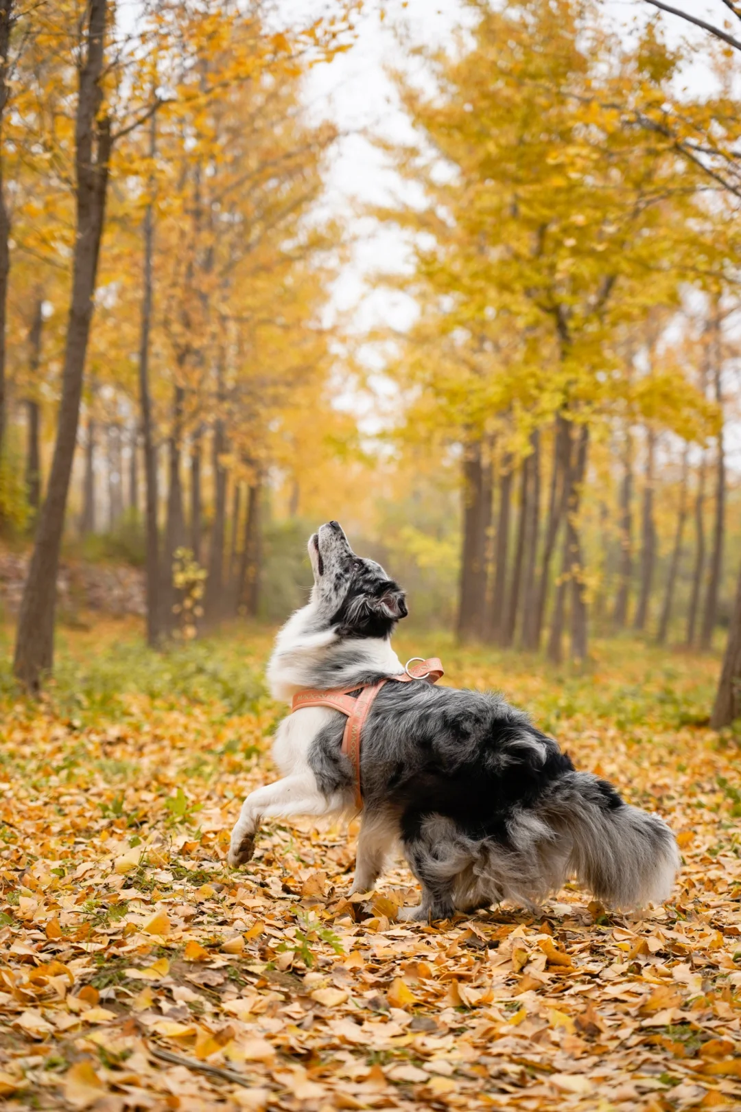 胖妞第87拍｜邢台超出片的万亩银杏林