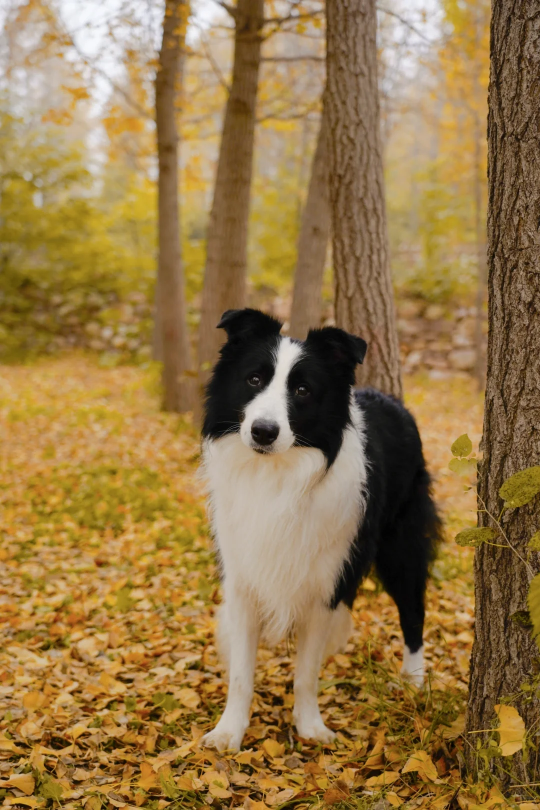 胖妞第87拍｜邢台超出片的万亩银杏林