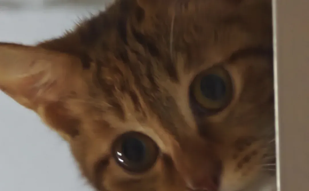 1700收个高比克80s，邯郸附近，自提