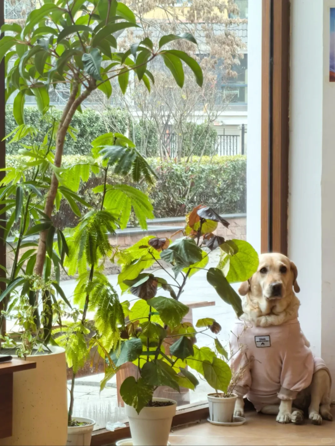 邯郸寻味记🌰糖糖私藏的栗子蛋糕与拿铁