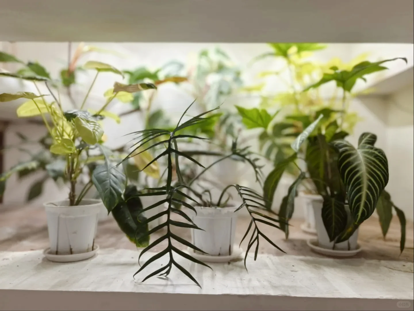 邯郸寻味记🌰糖糖私藏的栗子蛋糕与拿铁