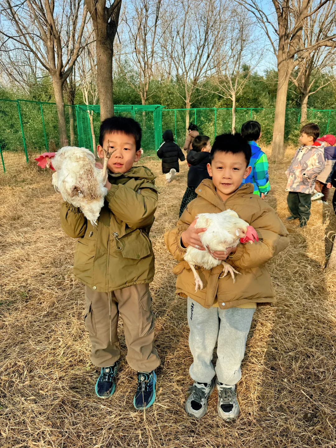 邯郸鹿尔花园免费捡鸡蛋啦❗️❗️❗️