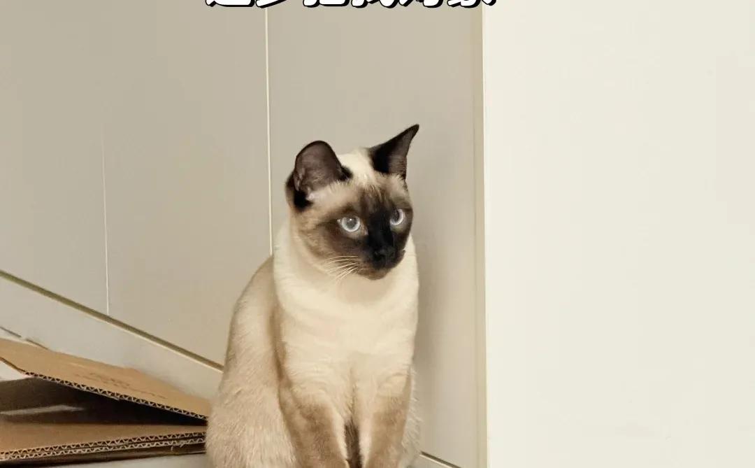 邢台巨鹿周边暹罗猫找男朋友