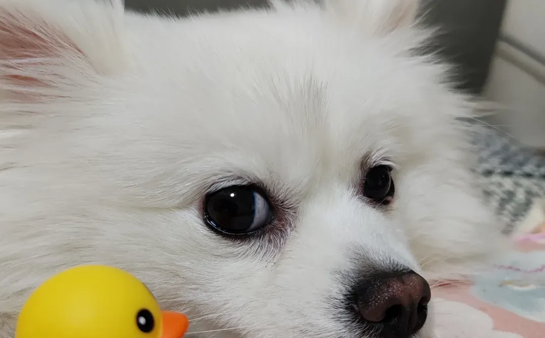 邢台有没有白色公博美，想给我家小狗找男朋