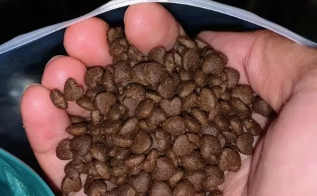 河北南和猫粮，是毒猫粮吗？