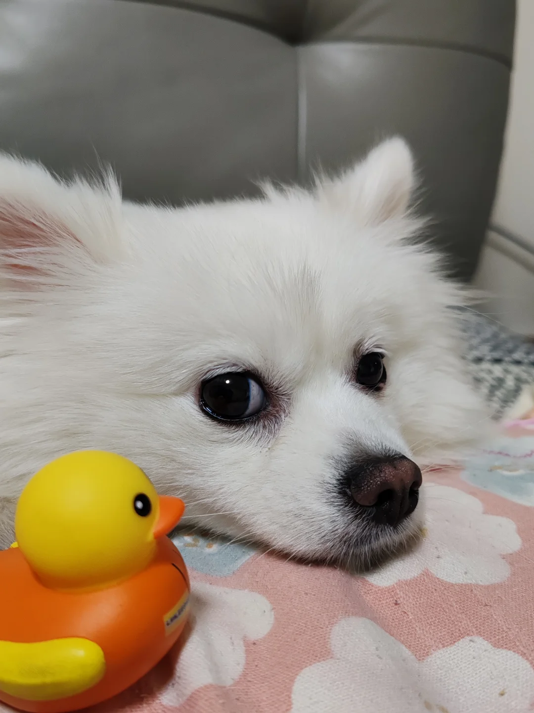 邢台有没有白色公博美，想给我家小狗找男朋