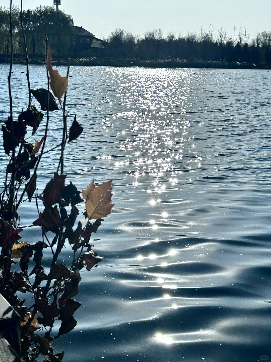 邢台宝藏公园｜如果没事做那就看个日落