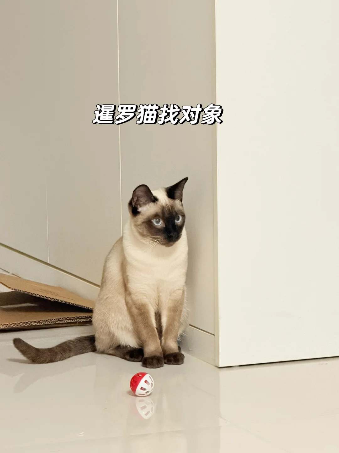 邢台巨鹿周边暹罗猫找男朋友