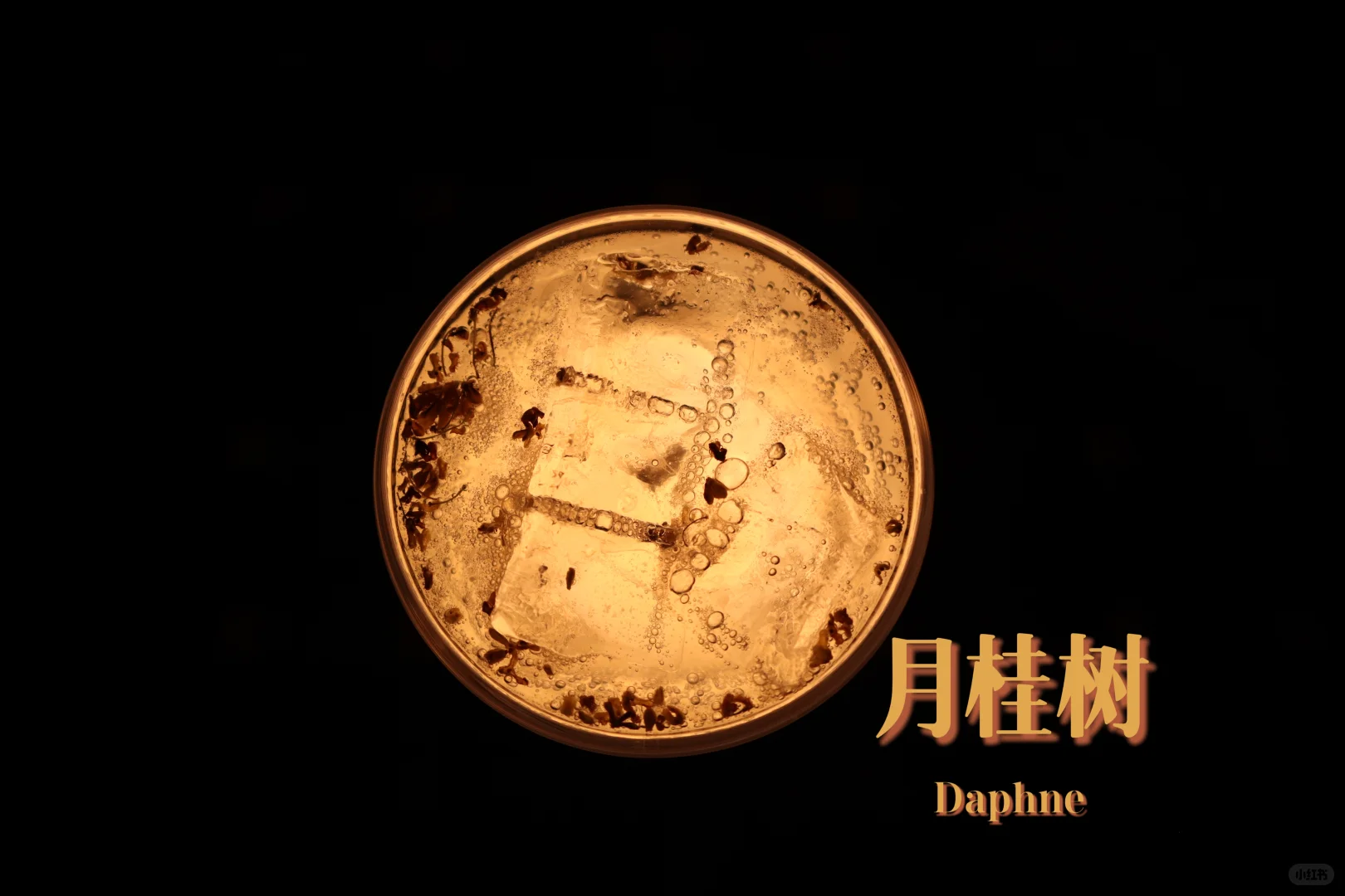 在邢台和姐妹喝漂亮酒🍸