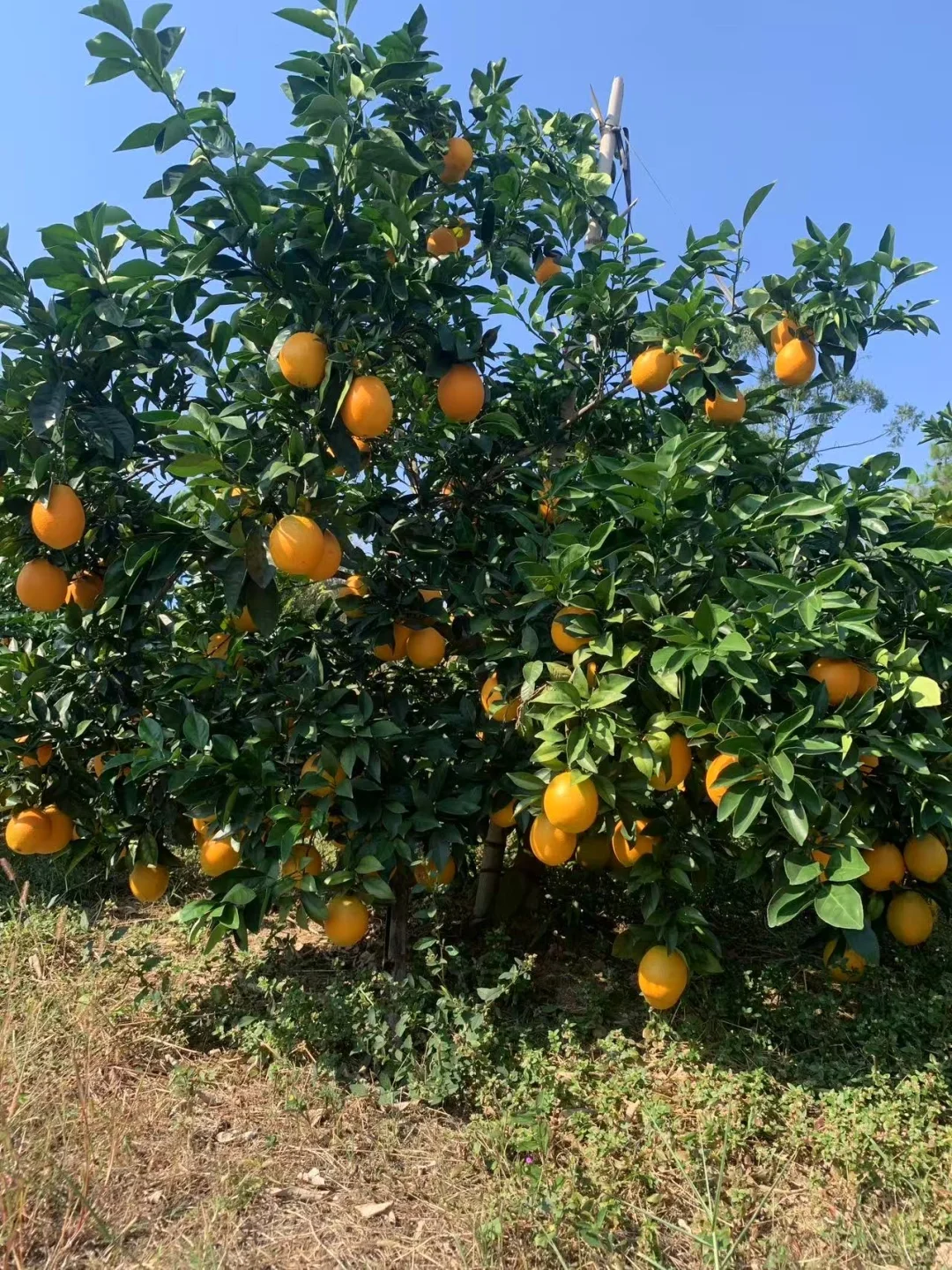 赣州信丰人在杭州富阳卖脐橙
