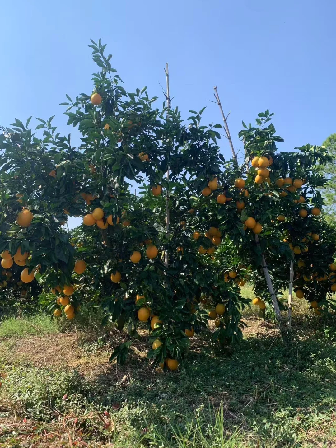 赣州信丰人在杭州富阳卖脐橙