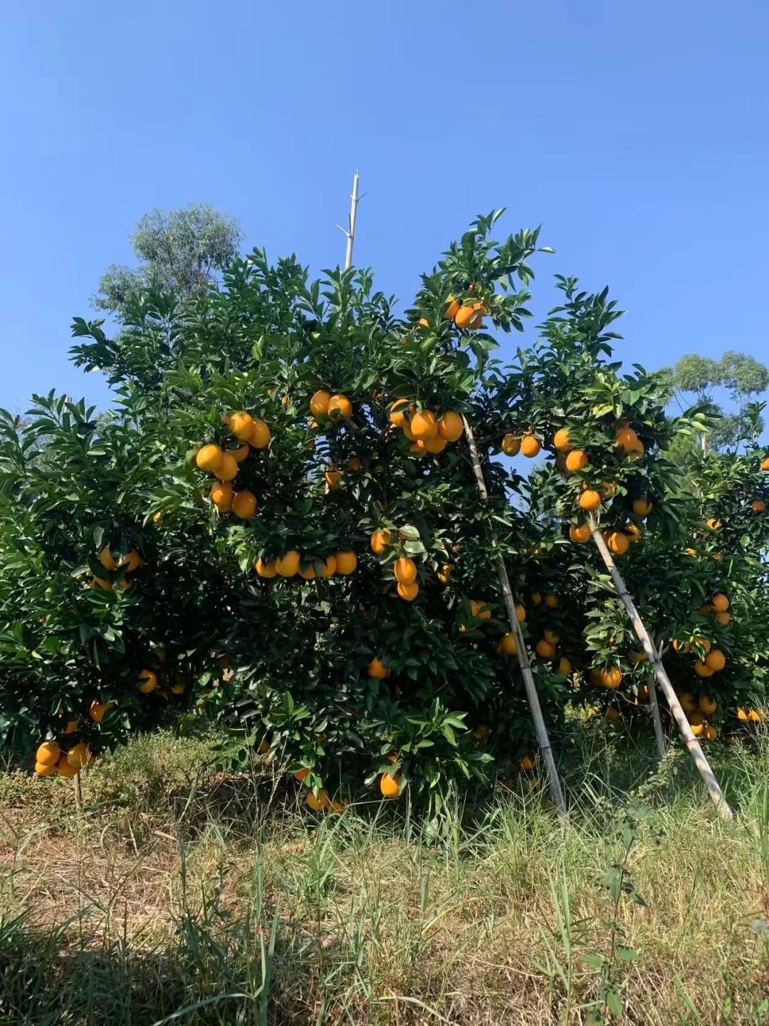 赣州信丰人在杭州富阳卖脐橙