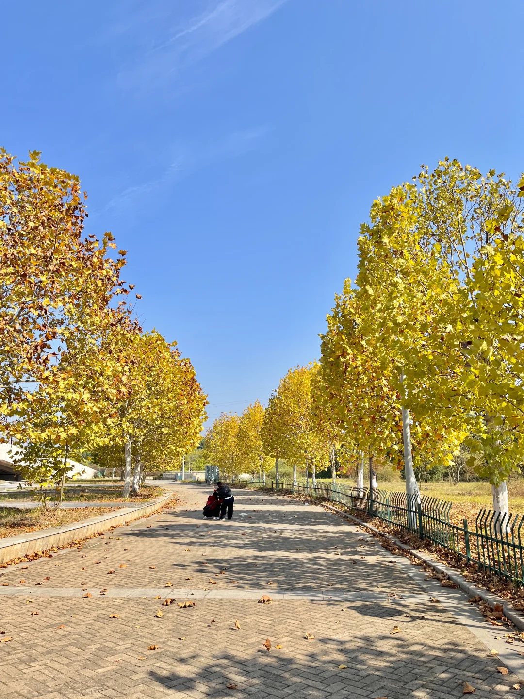 赣州｜在这个落叶像雪的季节 🍁