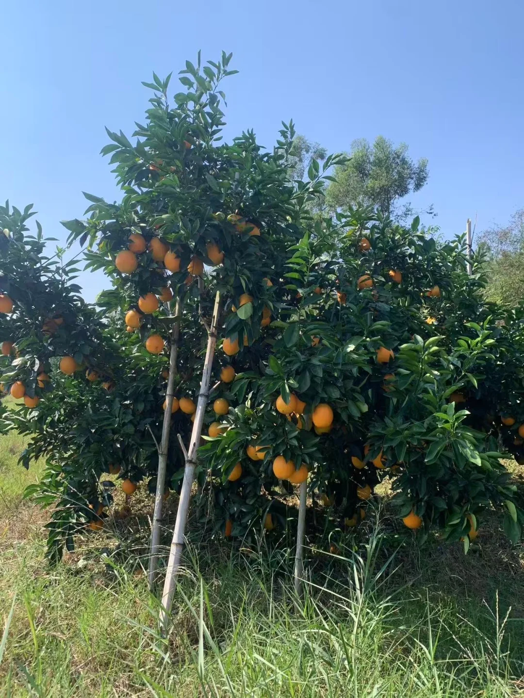 赣州信丰人在杭州富阳卖脐橙