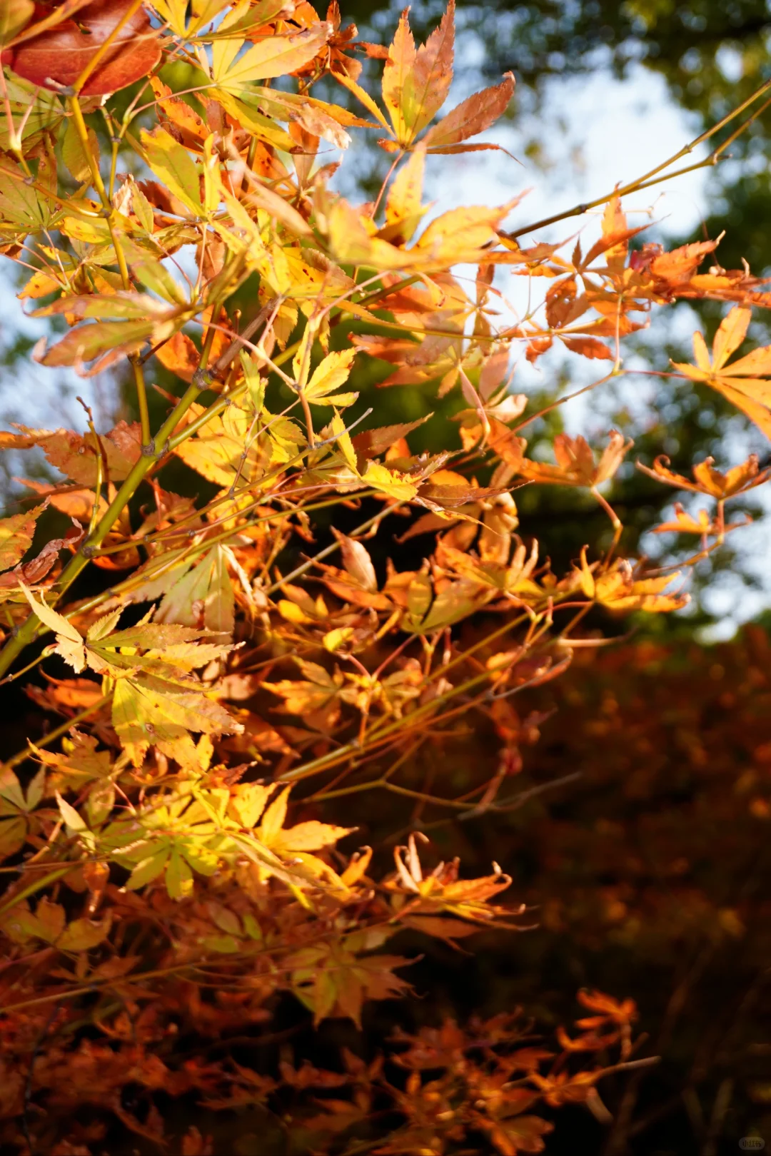 南昌大学｜又到了朋友圈落叶像雪的季节🍁