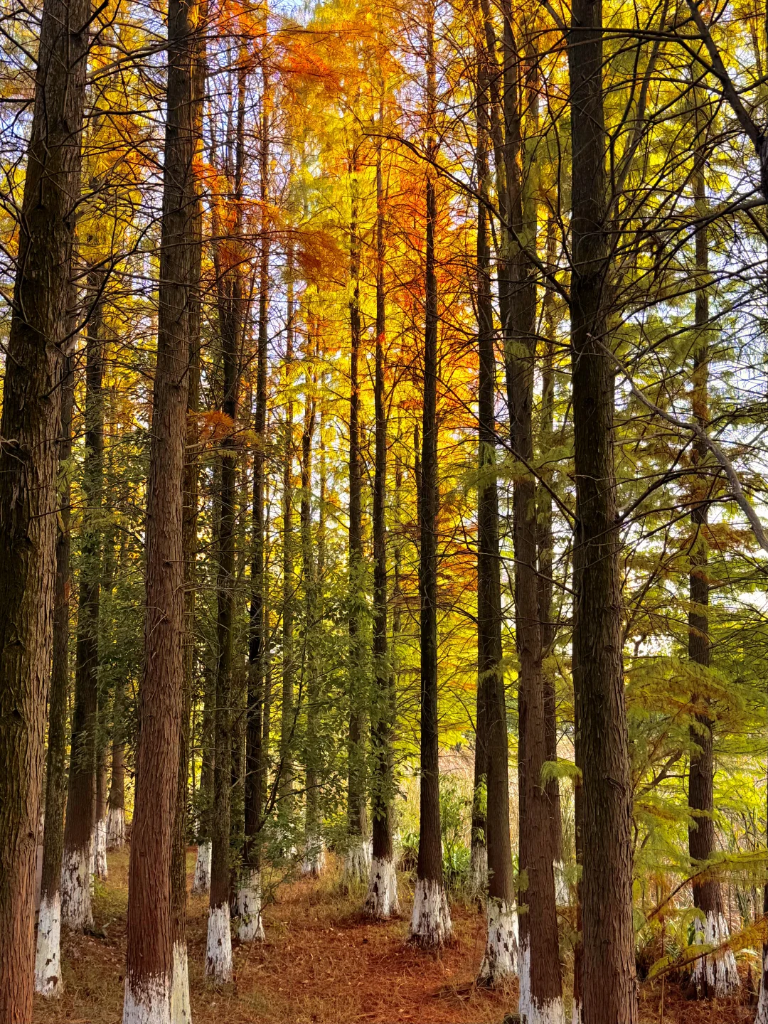 南昌最出片的5⃣️个秋日打卡地🍂（附地址