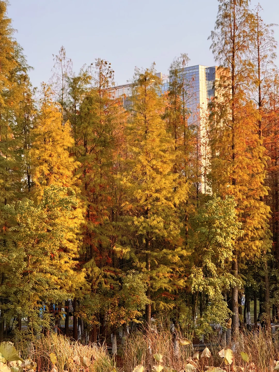 南昌最出片的5⃣️个秋日打卡地🍂（附地址