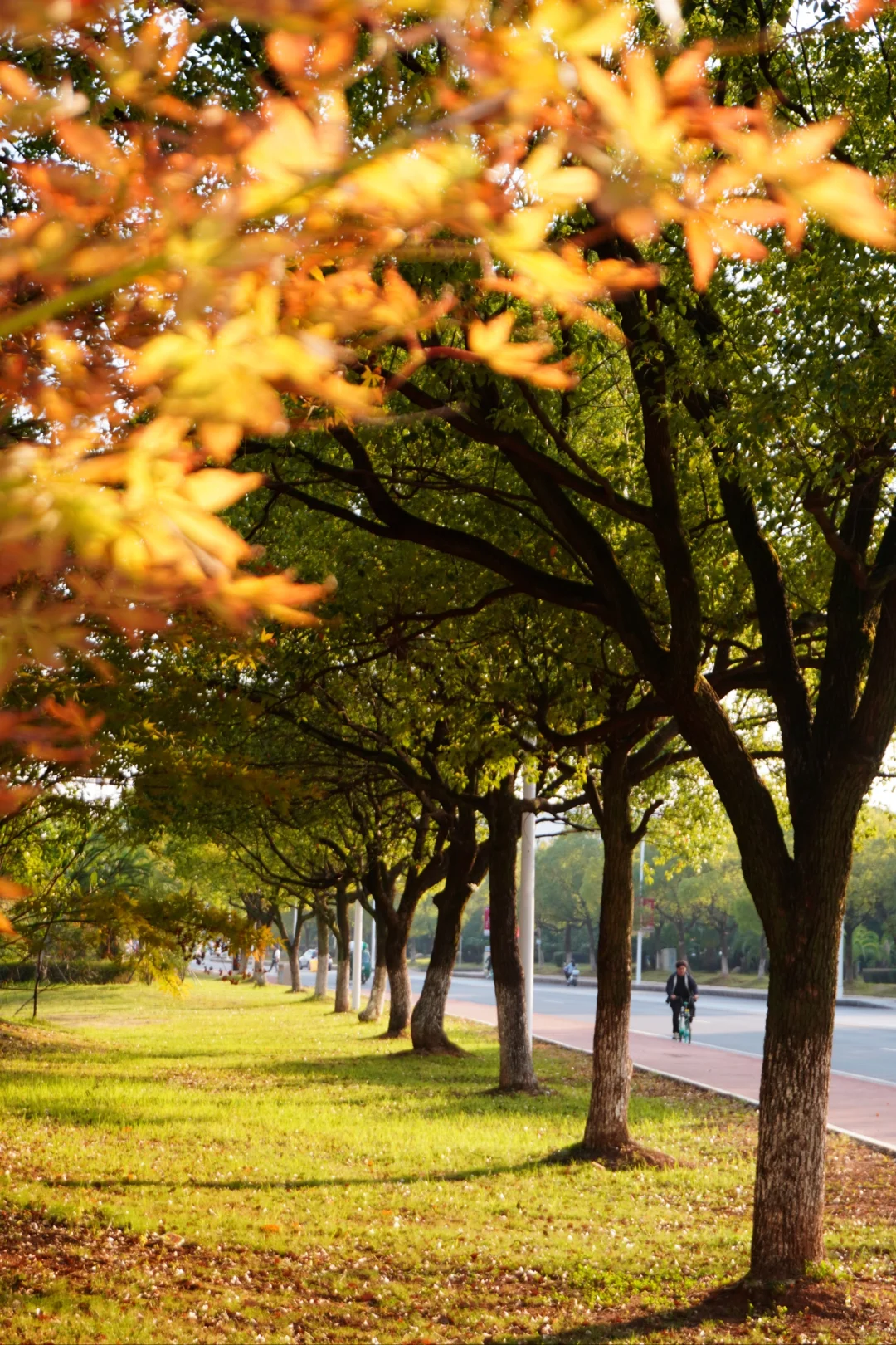 南昌大学｜又到了朋友圈落叶像雪的季节🍁
