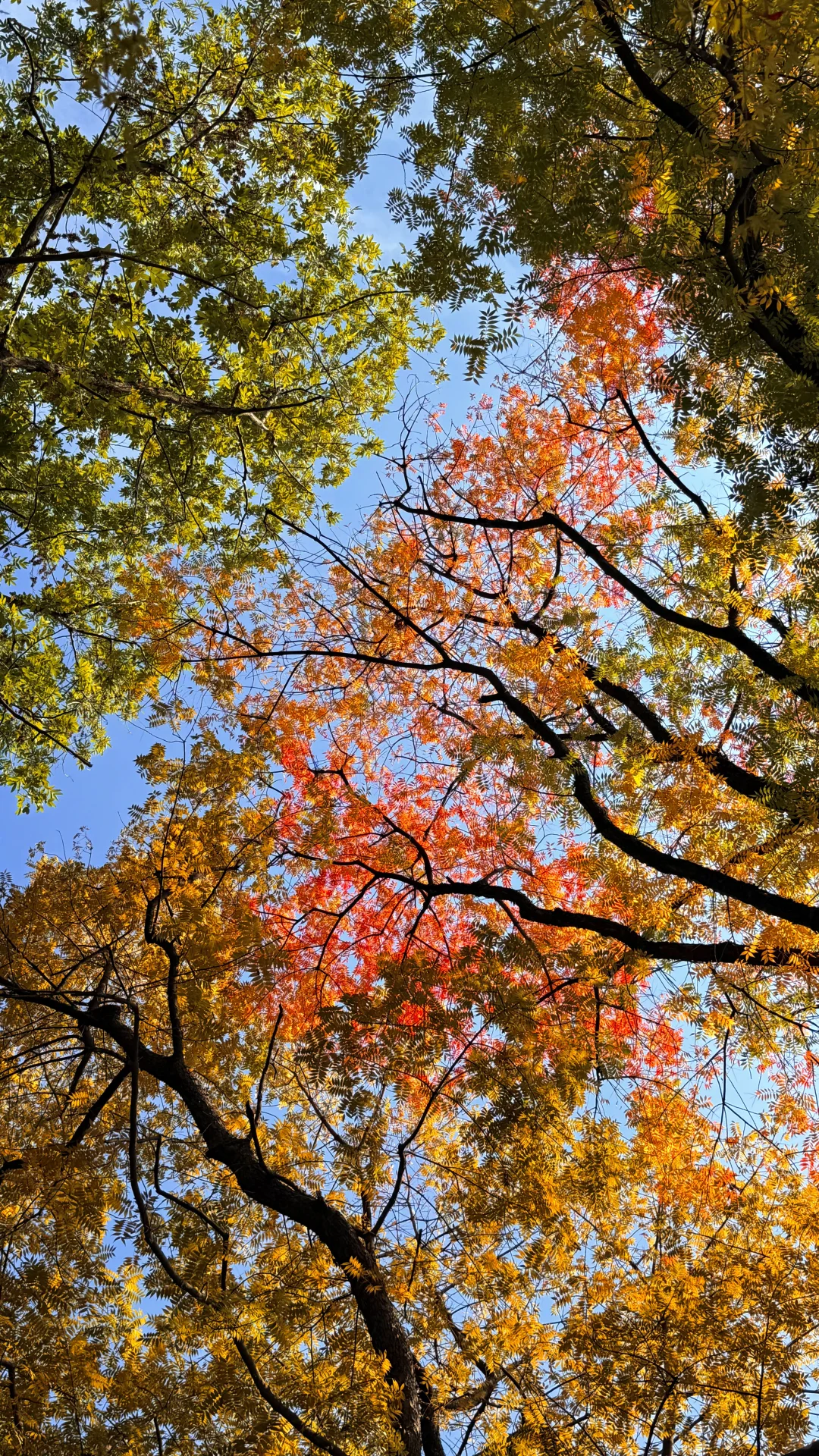 南昌最出片的5⃣️个秋日打卡地🍂（附地址
