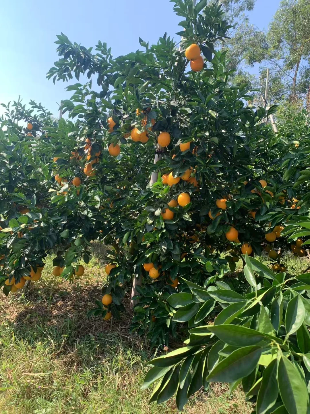 赣州信丰人在杭州富阳卖脐橙