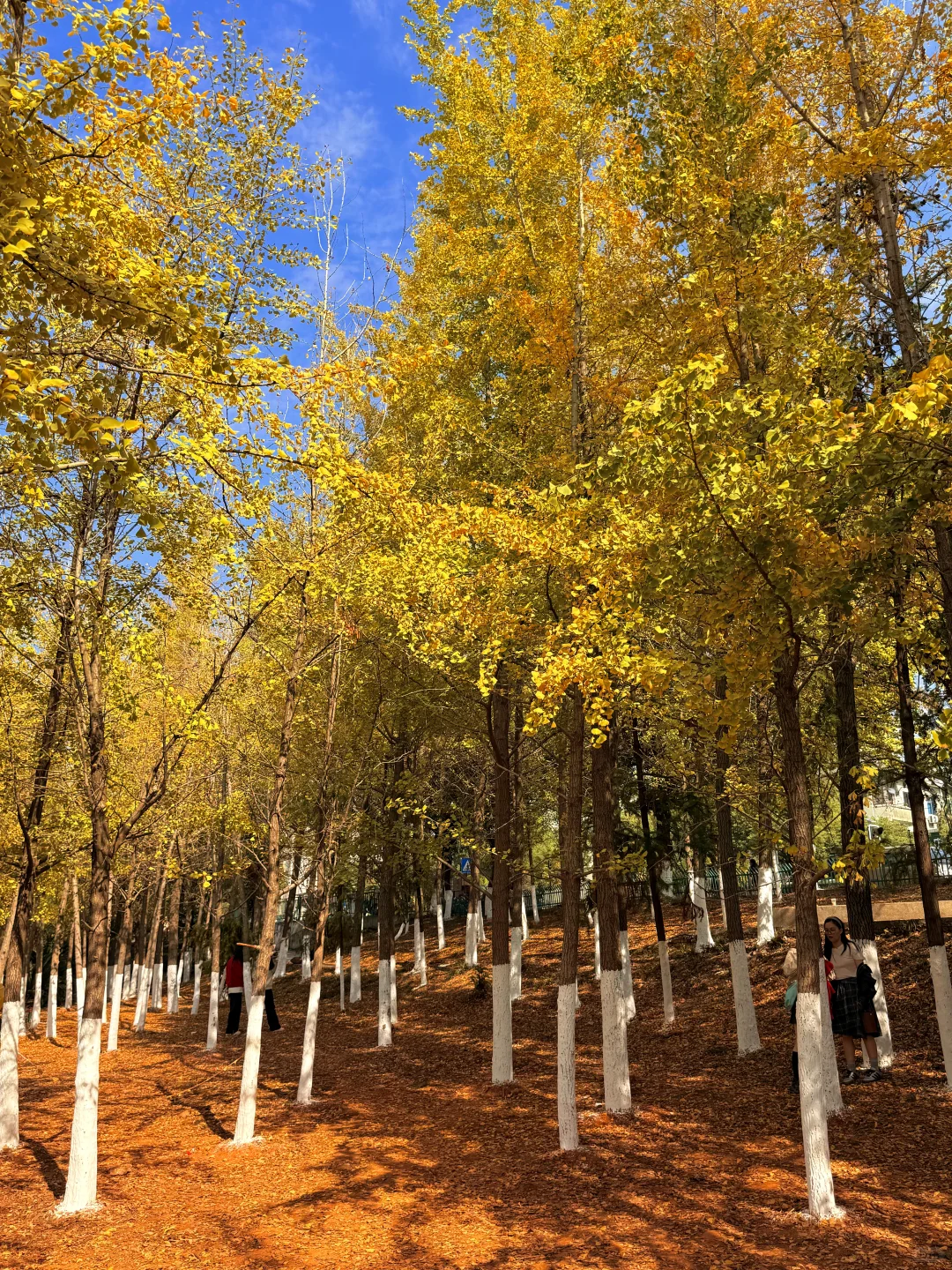 南昌最出片的5⃣️个秋日打卡地🍂（附地址