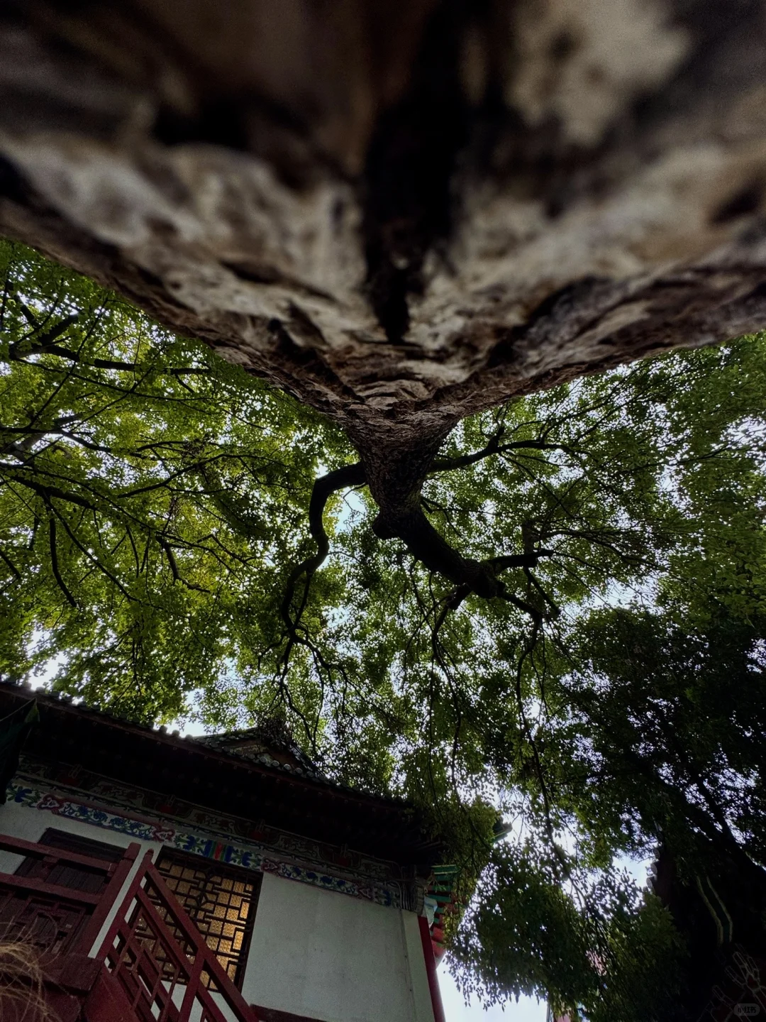 淡季的南昌真的是人间理想。。。。🌲🌲🌲