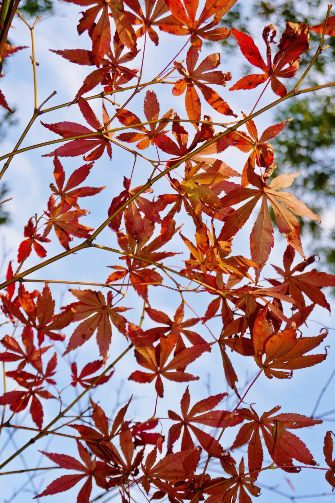 南昌大学｜又到了朋友圈落叶像雪的季节🍁